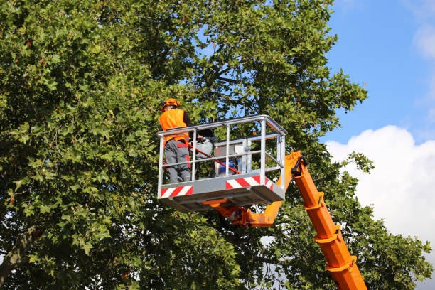 Best Tree and Shrub Care  in Ladonia, AL